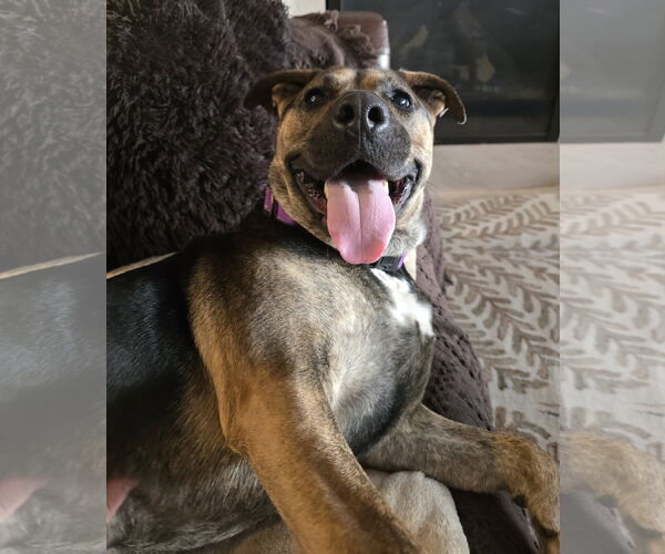 Medium Photo #8 Mutt Puppy For Sale in Mount Laurel, NJ, USA
