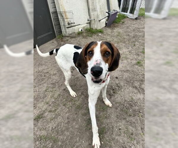 Medium Photo #5 Mutt Puppy For Sale in North Myrtle Beach, SC, USA