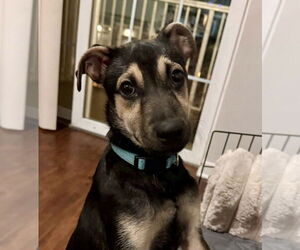 Mutt Dogs for adoption in Jefferson, NJ, USA