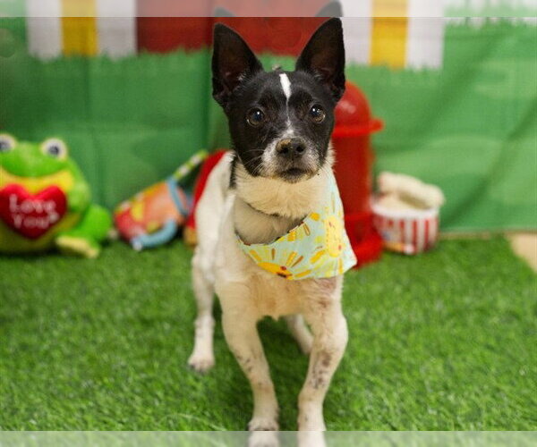 Medium Photo #1 Rat Terrier-Unknown Mix Puppy For Sale in Placerville, CA, USA