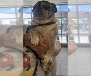 Pug Dogs for adoption in San Antonio, TX, USA