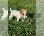 Small Photo #17 Jack Russell Terrier Puppy For Sale in IDAHO FALLS, ID, USA