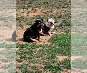 Mother of the English Bulldog puppies born on 06/30/2025