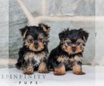 Small #1 Yorkshire Terrier