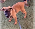 Small Photo #5 Belgian Malinois Puppy For Sale in LOS ANGELES, CA, USA