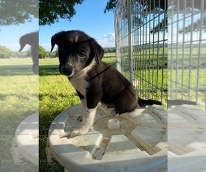 Border Collie Puppy for sale in FARMINGTON, MO, USA