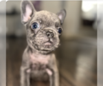 Puppy Pluto French Bulldog