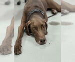 Small #2 Great Dane Mix