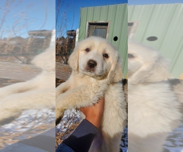 Medium Photo #5 Great Pyrenees Puppy For Sale in PERRY, IA, USA