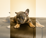 Small #1 French Bulldog