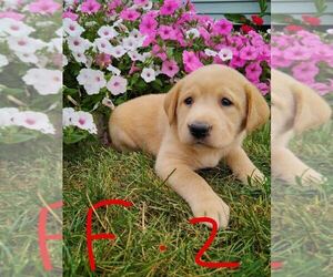 Labrador Retriever Puppy for sale in CLARE, MI, USA