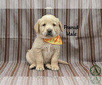 Puppy Peanut Golden Labrador
