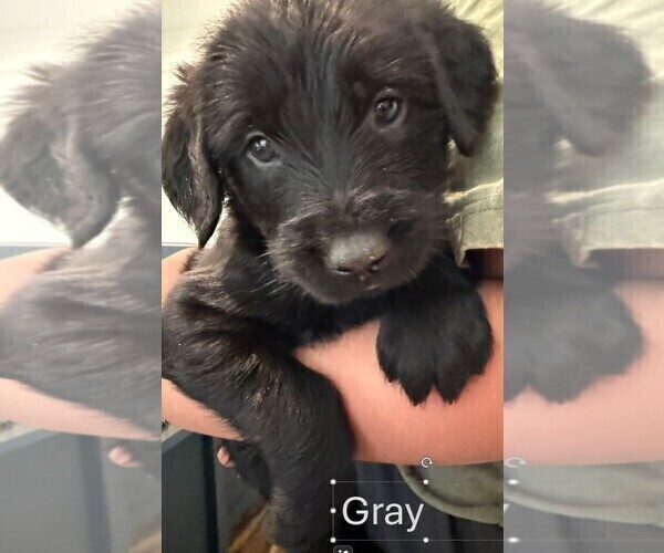 Medium Photo #6 Golden Retriever-Schnauzer (Giant) Mix Puppy For Sale in COLLEGE GROVE, TN, USA