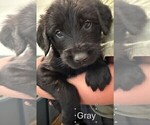 Small #5 Golden Retriever-Schnauzer (Giant) Mix