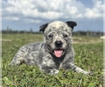 Small #2 Australian Cattle Dog