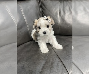 Maltese Puppy for sale in INDIAN TRAIL, NC, USA