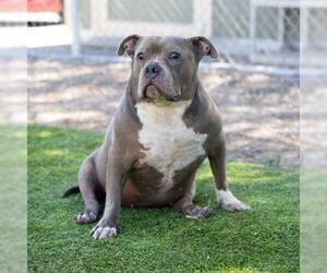 Mutt Dogs for adoption in Camarillo, CA, USA