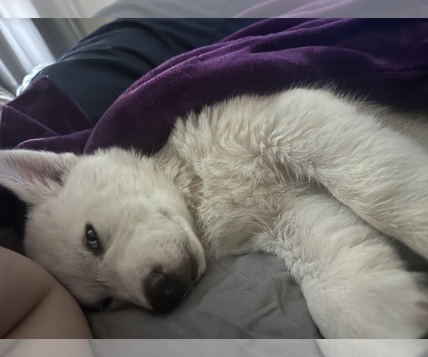 Medium Photo #1 Siberian Husky Puppy For Sale in ARLINGTON, TX, USA