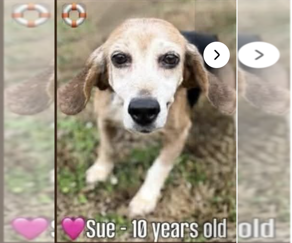 Medium Photo #3 Beagle Puppy For Sale in Tampa, FL, USA