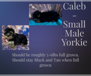 Yorkshire Terrier Puppy for sale in AZLE, TX, USA