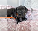 Small #3 Mutt