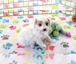 Small Cavapoo (Miniature)-Poodle (Toy) Mix