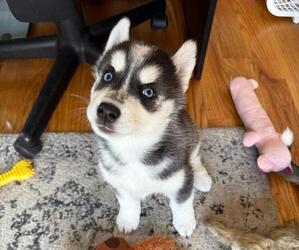 Siberian Husky Puppy for sale in MINEOLA, NY, USA