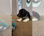 Small #5 Staffordshire Bull Terrier Mix