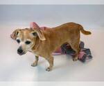 Small Photo #5 Beagle-Unknown Mix Puppy For Sale in Kennesaw, GA, USA