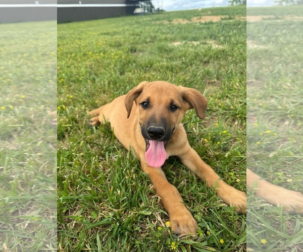 Medium Photo #2 German Shepherd Dog-Unknown Mix Puppy For Sale in Hinton, WV, USA