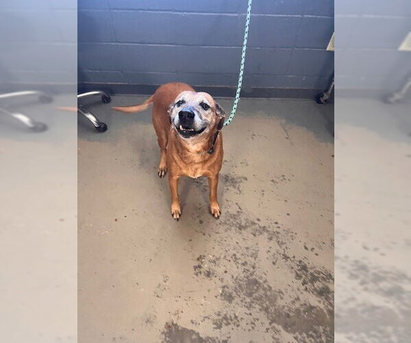 Medium Photo #1 Labrador Retriever-Unknown Mix Puppy For Sale in Tallahassee, FL, USA