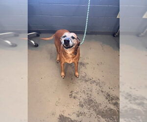 Labrador Retriever-Unknown Mix Dogs for adoption in Tallahassee, FL, USA