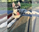 Small #4 Alaskan Husky-Alaskan Malamute Mix