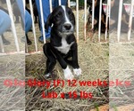 Small #3 Labrador Retriever Mix