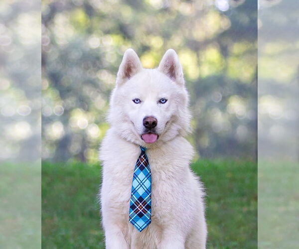 Medium Photo #5 Siberian Husky-Unknown Mix Puppy For Sale in Unionville, PA, USA