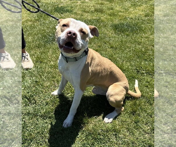 Medium Photo #6 Mutt Puppy For Sale in Evansville, IN, USA