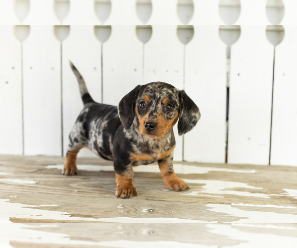 Medium Photo #1 Dachshund Puppy For Sale in BREMEN, IN, USA