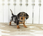 Small Dachshund