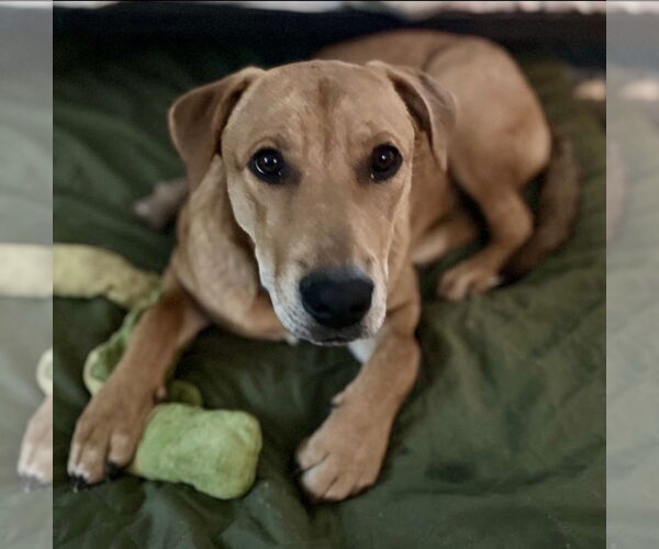 Medium Photo #4 Labrador Retriever-Unknown Mix Puppy For Sale in Fort Worth, TX, USA