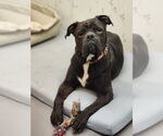 Small #10 American Bulldog Mix
