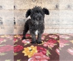 Small #9 Schnauzer (Miniature)