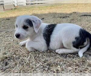 Mutt Dogs for adoption in San Antonio, TX, USA