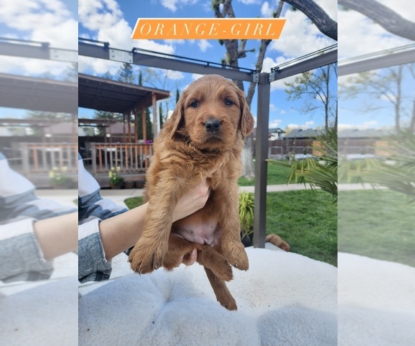 Medium Photo #4 Goldendoodle Puppy For Sale in SACRAMENTO, CA, USA