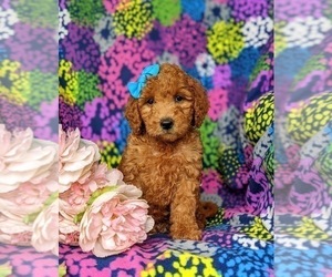 Goldendoodle (Miniature) Puppy for sale in LEOLA, PA, USA