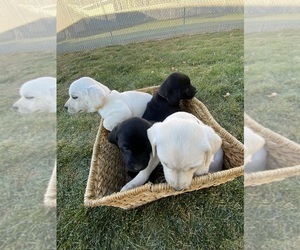 Labrador Retriever Litter for sale in EPHRATA, WA, USA