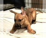 Small #1 German Shepherd Dog Mix