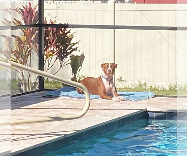 Medium Photo #8 Boxer-Unknown Mix Puppy For Sale in Sanford, FL, USA