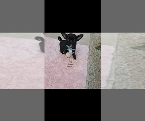 Chihuahua Puppy for sale in CRAFTON, PA, USA