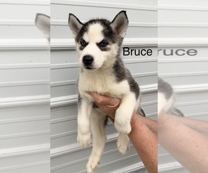 Siberian Husky Puppy for sale in PRINCETON, MN, USA