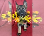 Small Photo #9 German Shepherd Dog Puppy For Sale in HOLDEN, MO, USA